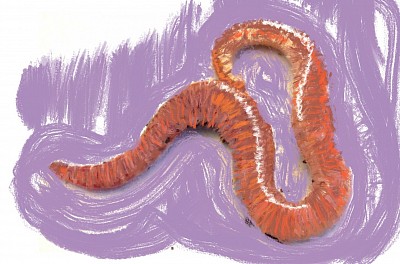Regenworm