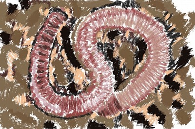 Dauwworm?