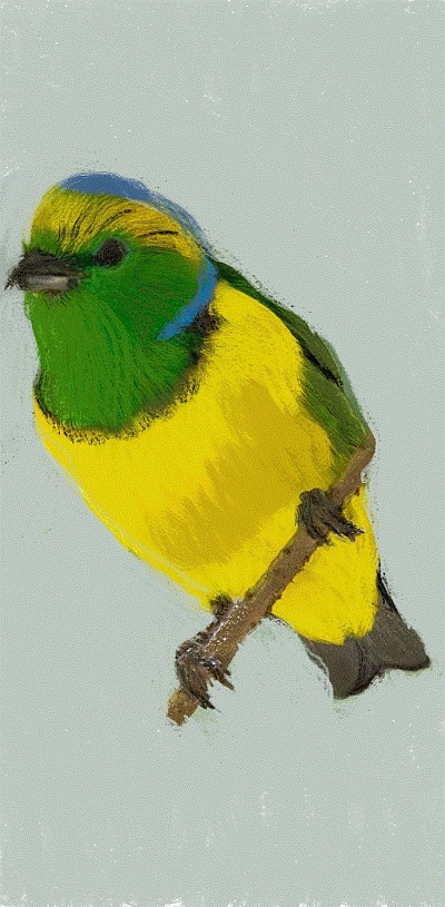 Krita Bird