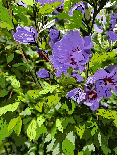 Hibiscus